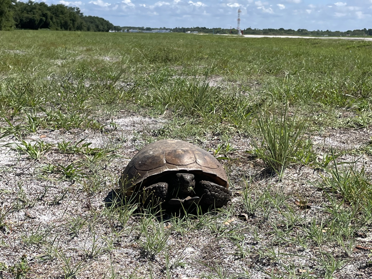 Gopher Tortoise on grassy landscape with runway in the background