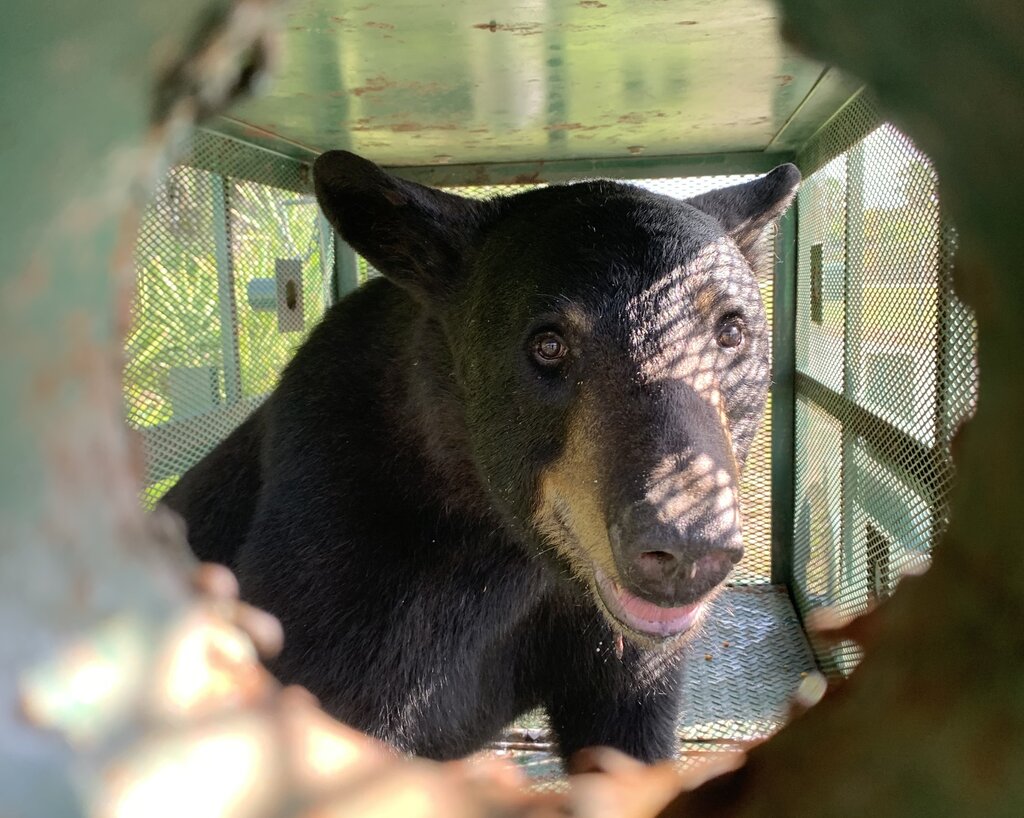 Florida black bear seen through the narrow viewer of a bear trap