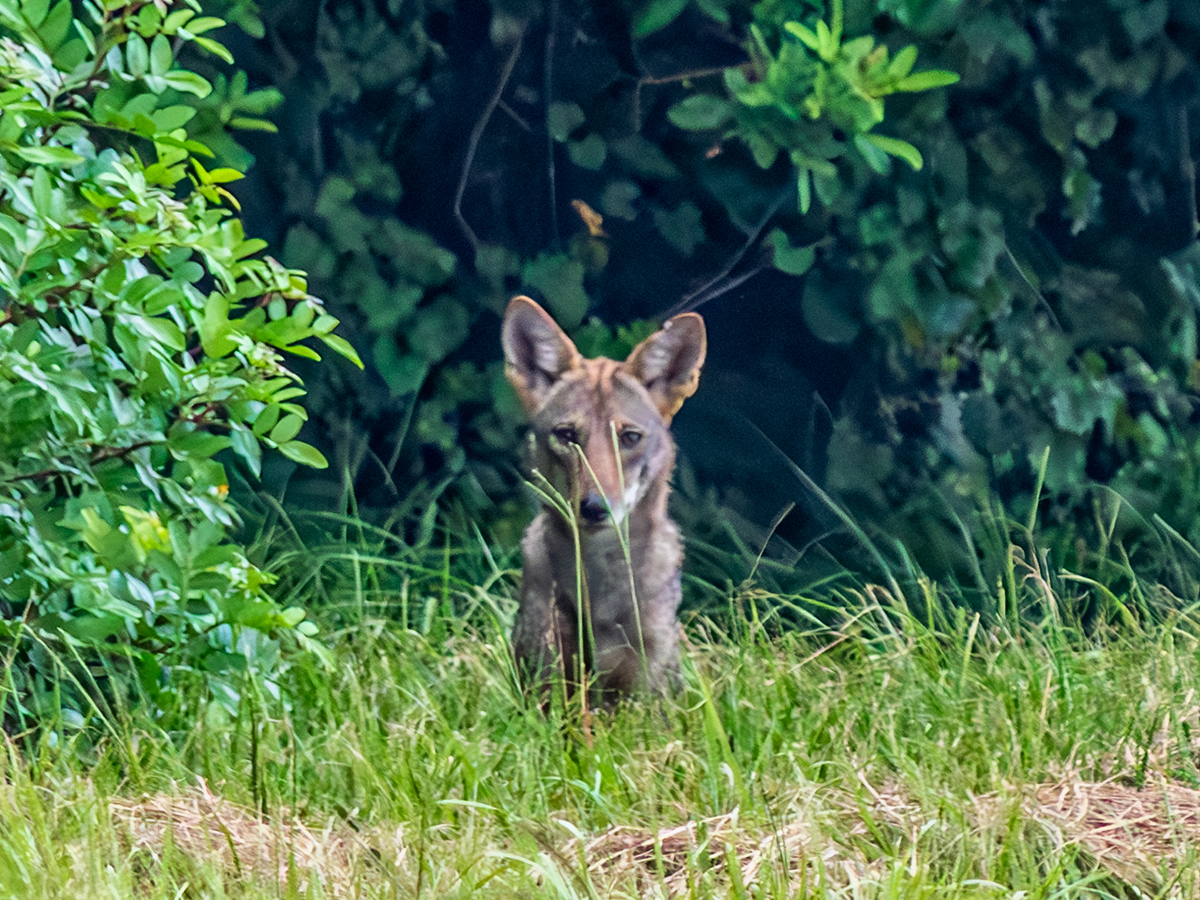 brown coyote looking out of wooded area