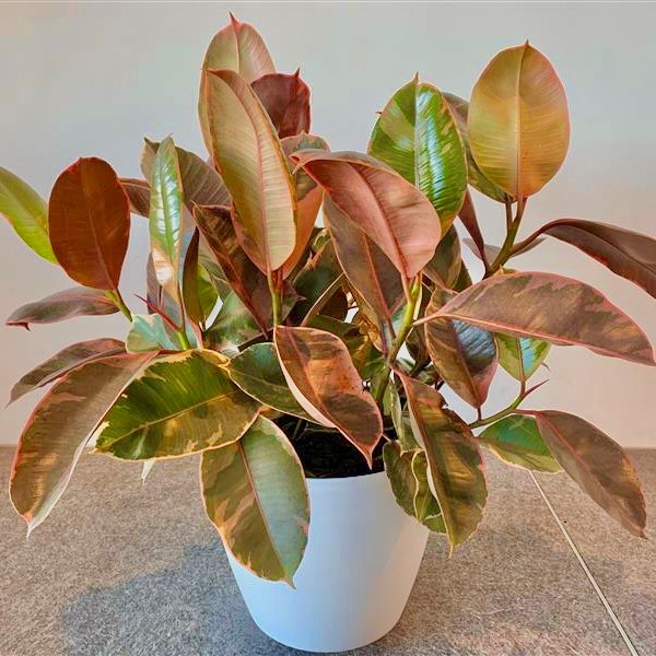 Photo of Rubber Plant (Ficus elastica)