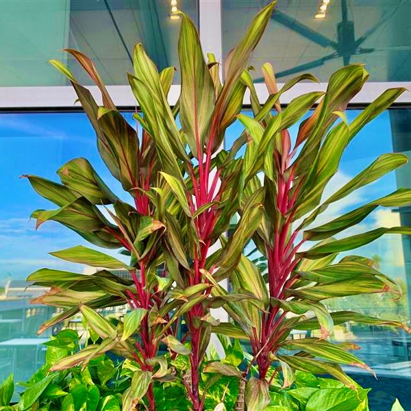 Picture of Hawaiian Ti (Cordyline fruticose) 