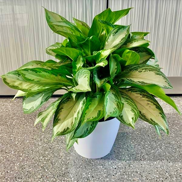 Photo of Chinese Evergreen (Aglaonema) 