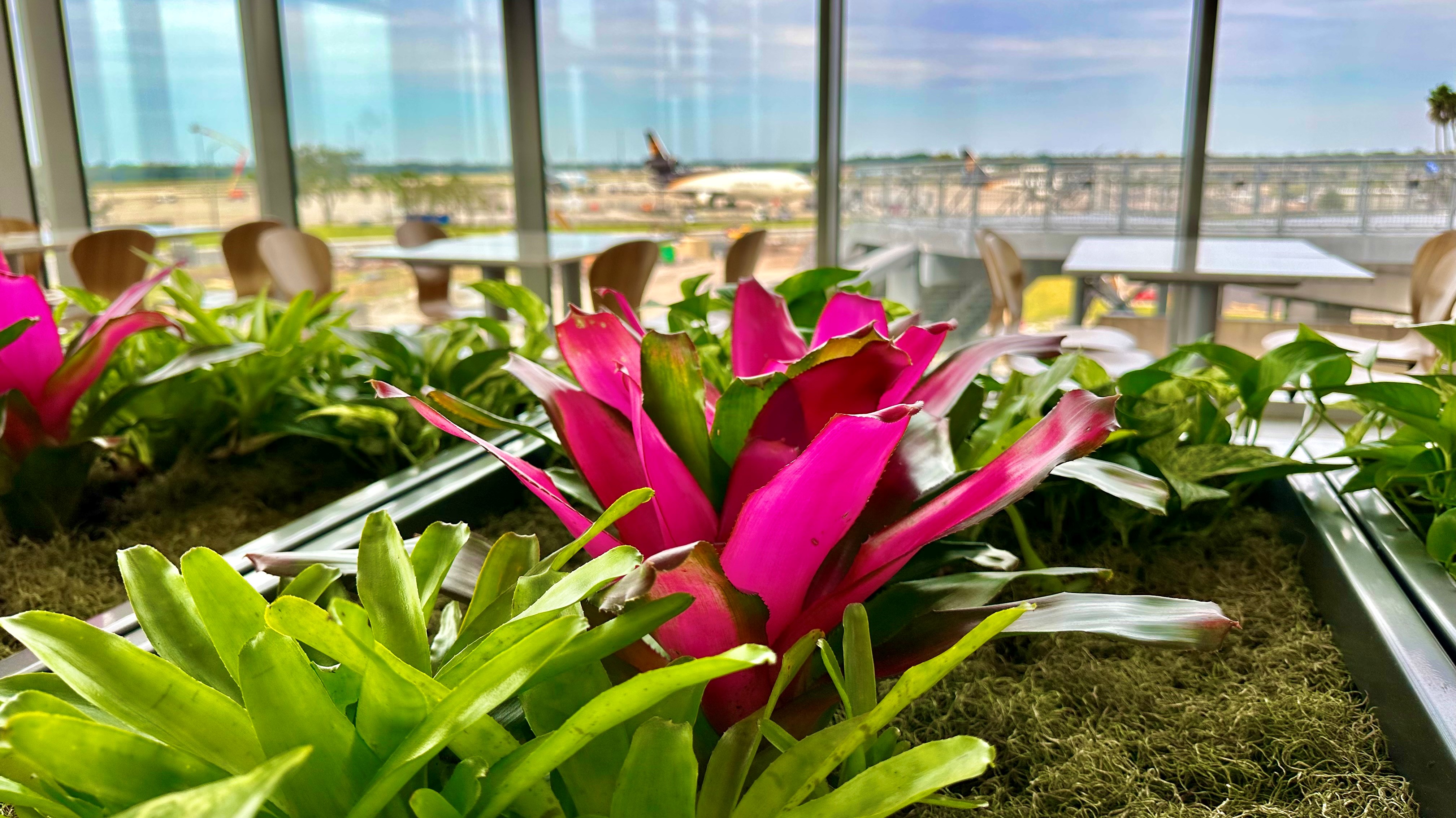 Photo of indoor plants near food court at TPA
