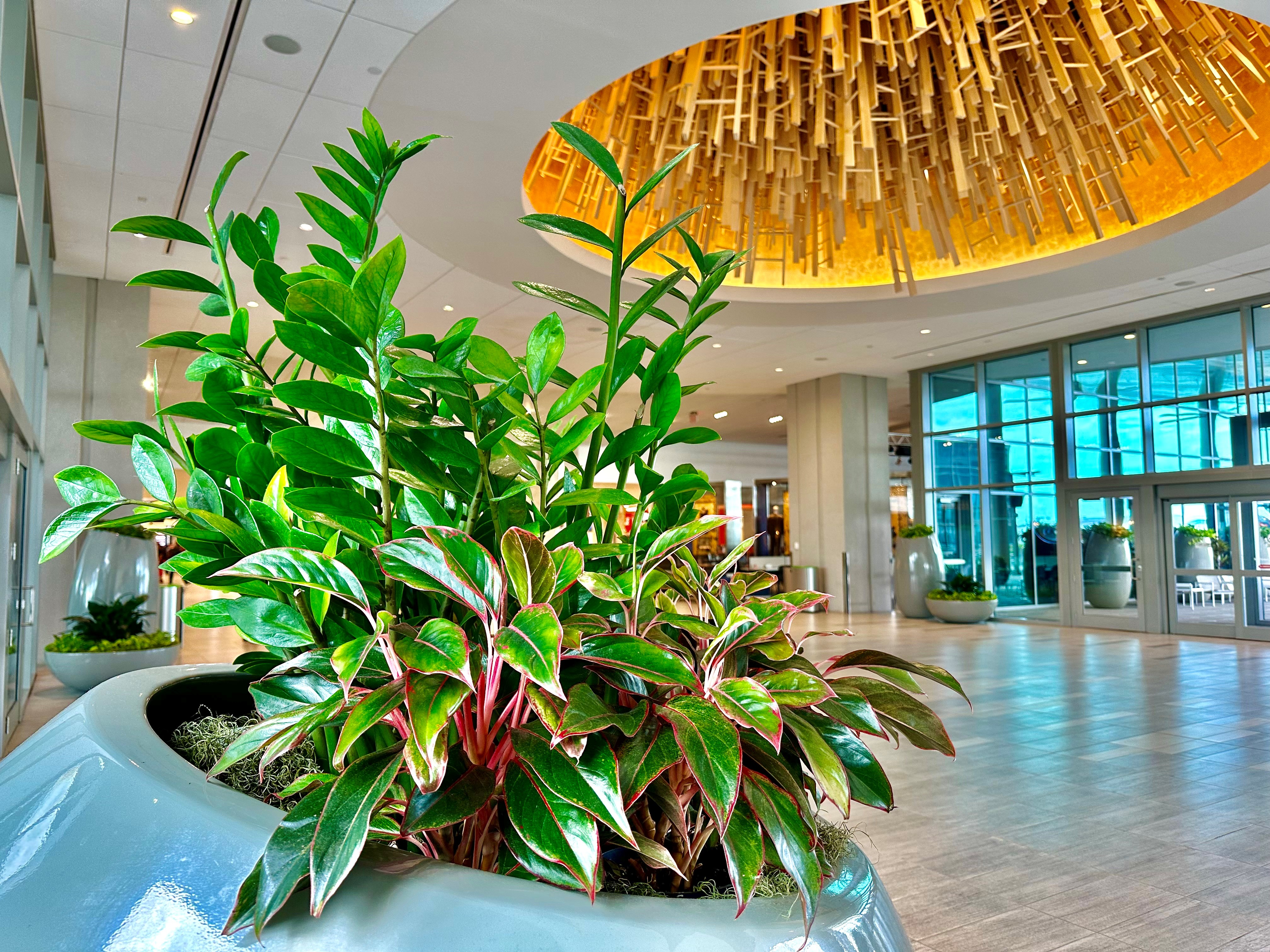 Indoor plants at TPA