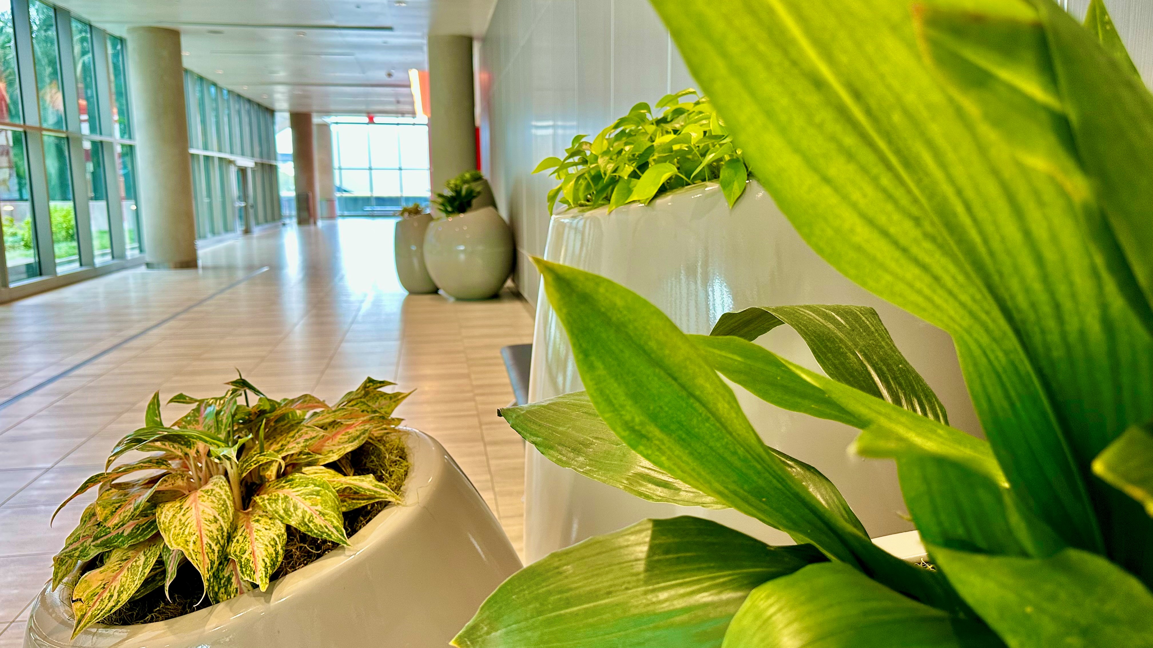 Indoor plants at TPA