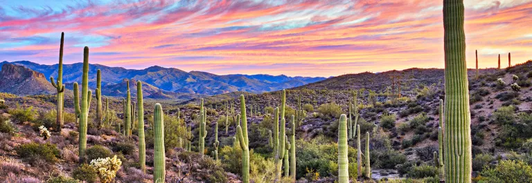 Phoenix landscape PHX