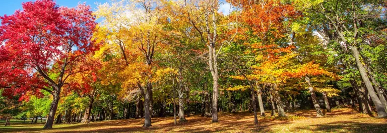 Rochester landscape ROC