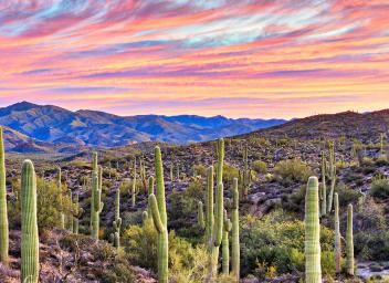 Phoenix landscape PHX