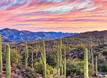 Phoenix landscape PHX