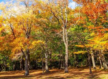 Rochester landscape ROC