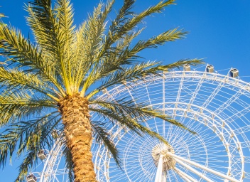 Palm tree in front of Orlando Eye Ferris Wheel