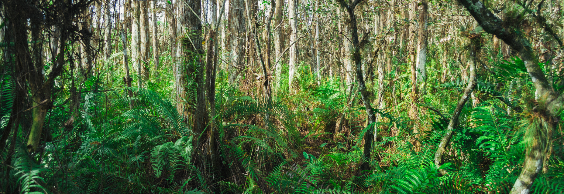 Overgrown Florida trees and plants