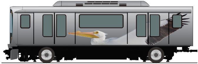 White Pelican on APM