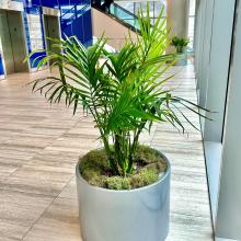 Photo of an Areca Palm at TPA