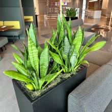 Photo of Snake Plant (Dracaena trifasciata)     
